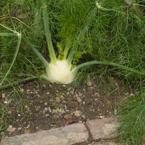 Florence Fennel Seeds - Sweet Florence